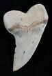 Mako Shark Tooth Fossil (Sharktooth Hill) #2099-1